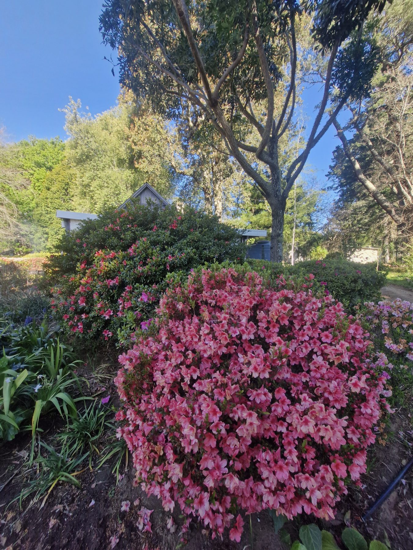 Azaleas in full pink bloom under tall trees in the Maylodge garden in spring