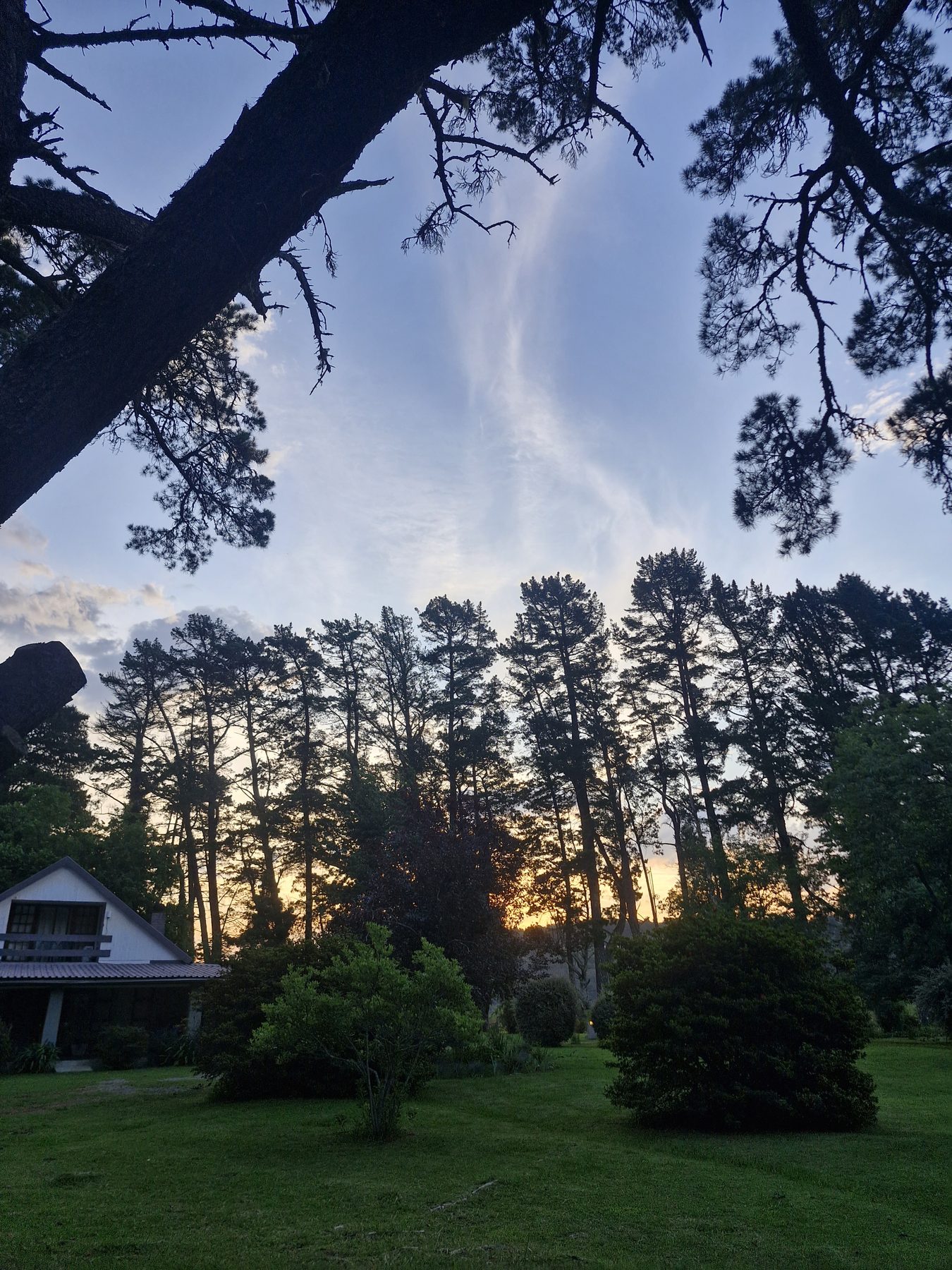 Sunset through the pines over the lawn at Maylodge, Hogsback