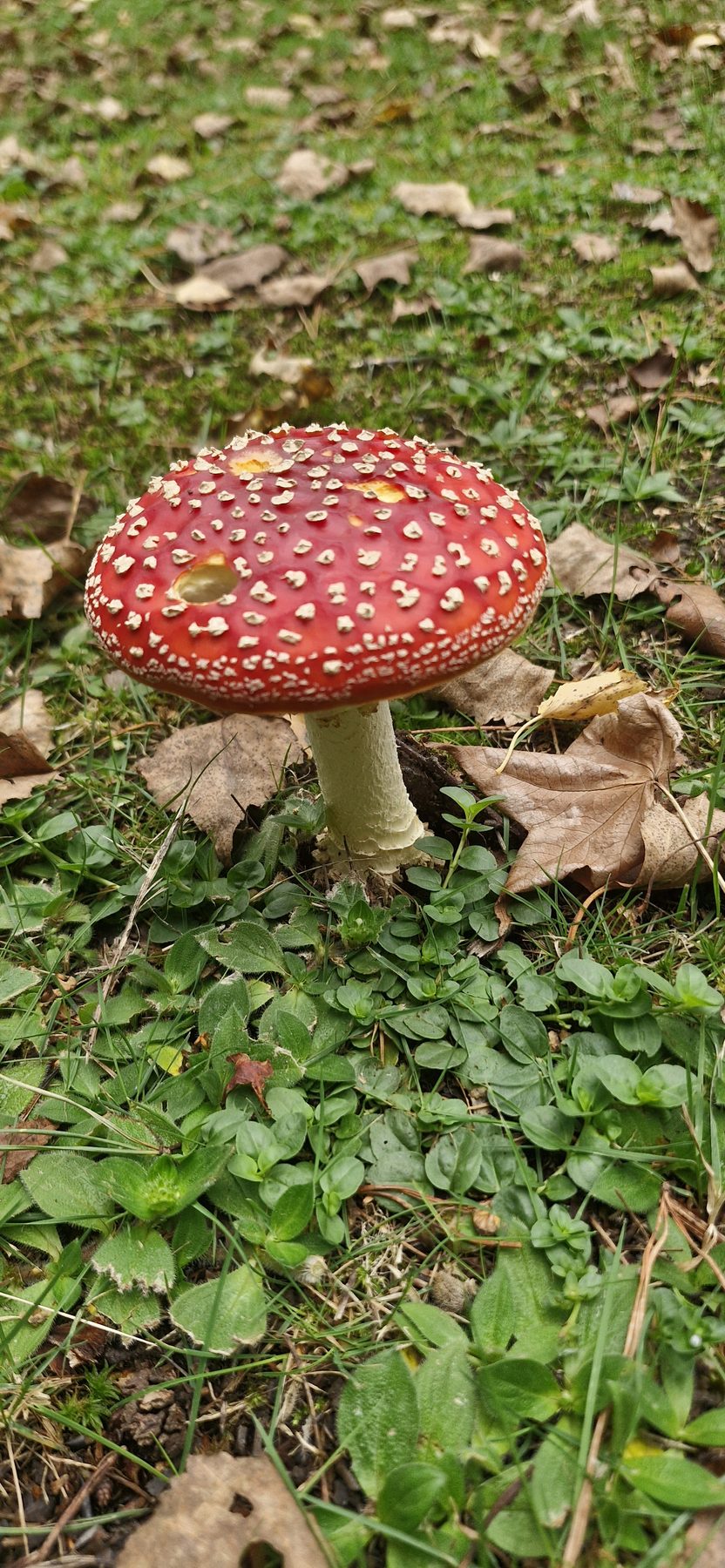 A red fly agaric toadstool in the grass at Maylodge in autumn
