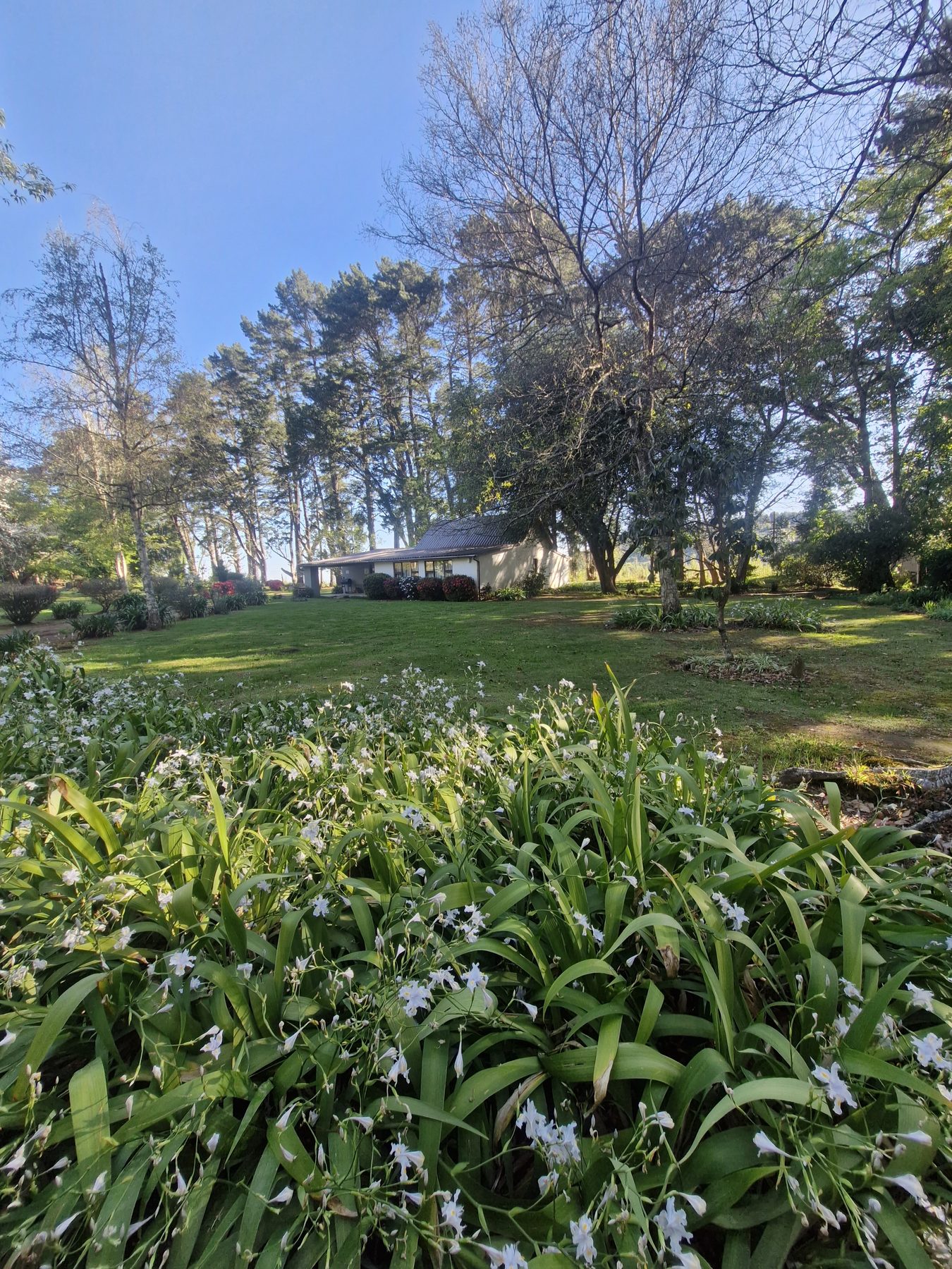 Wild garlic flowering across the lawn at Maylodge with a cottage beyond