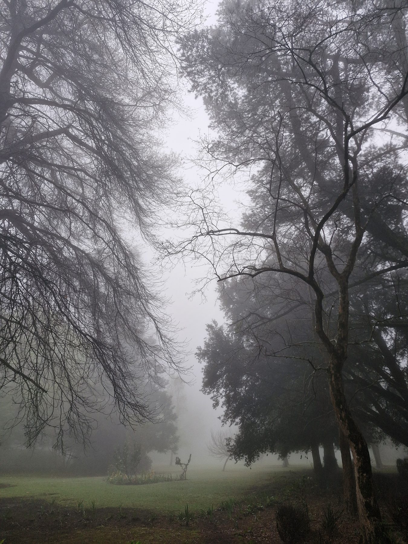 Winter mist hanging in the bare trees over the lawn at Maylodge, Hogsback